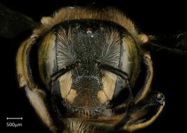   Anthidium placitum nbsp;female face, photo: Jeni Sidwell 
